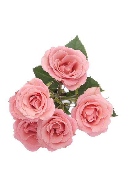 Троянда Лідія – світло-рожева